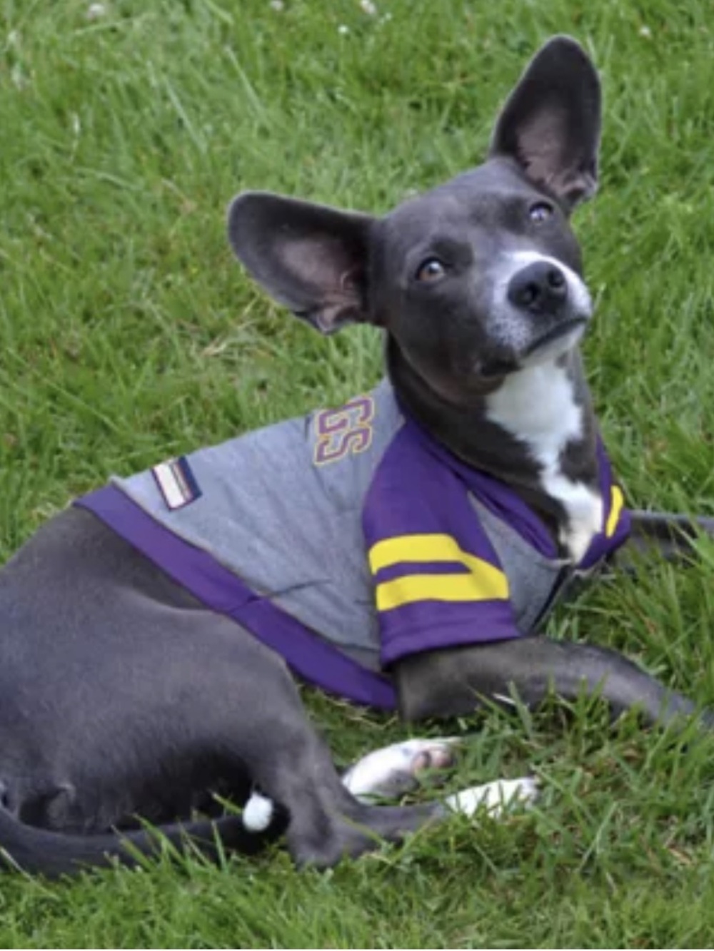 Minnesota Vikings NFL Dog Cat Throwback Hoodie Tee by Pets First - Size Small - Picture 15 of 15